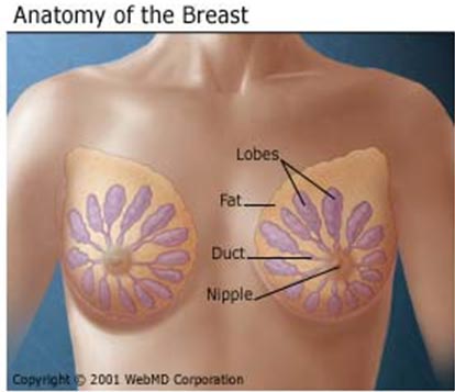 乳腺癌答疑解惑