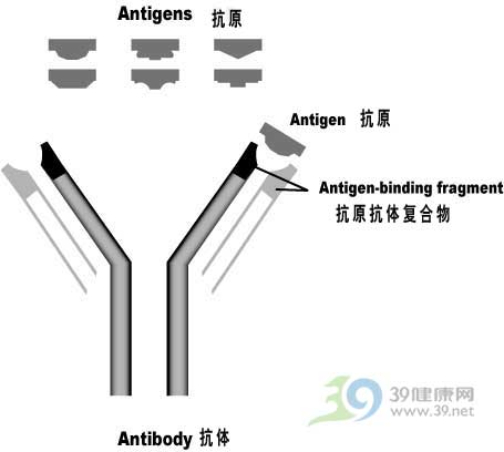 简述乙肝大三阳的传染性4