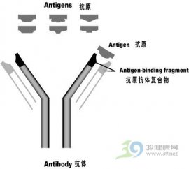 简述乙肝大三阳的传染性