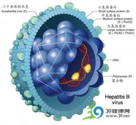 进补过量 “小三阳”变成肝硬化