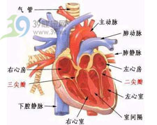 什么是左心室双出口？