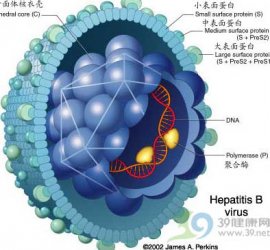 乙肝与丙肝区别有多少